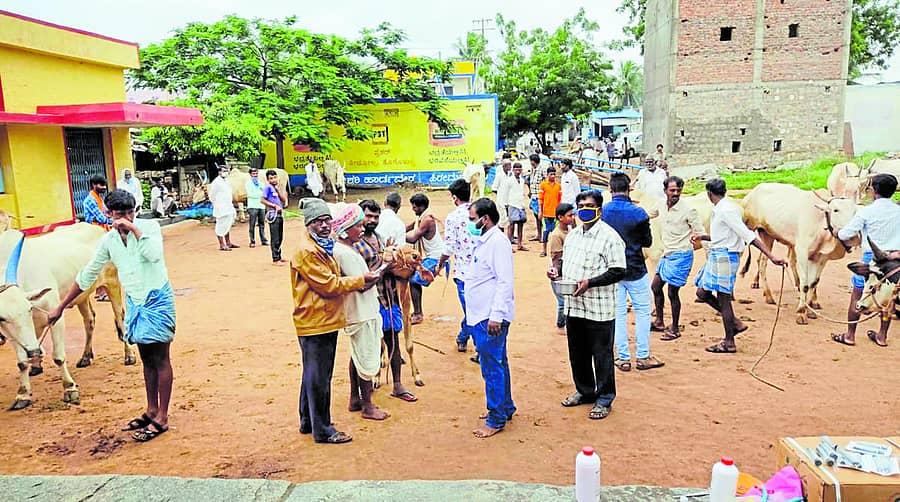 ಕುಷ್ಟಗಿ ತಾಲ್ಲೂಕು ಹಿರೇಮನ್ನಾಪುರದಲ್ಲಿ ಜಾನುವಾರುಗಳಿಗೆ ವಿಶಿಷ್ಟ ಗುರುತಿನ ಸಂಖ್ಯೆ ಕಿವಿಯೋಲೆ (ಟ್ಯಾಗ್) ಅಳವಡಿಸುತ್ತಿರುವುದು
