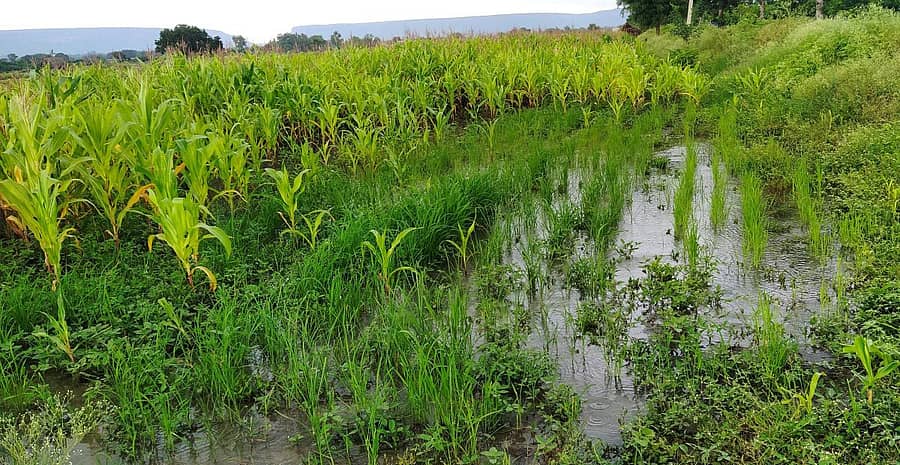 ಗಜೇಂದ್ರಗಡ ಸಮೀಪದ ಹೊಲವೊಂದರಲ್ಲಿ ಮಳೆ ನೀರು ನಿಂತು ಬಿತ್ತನೆ ಮಾಡಿರುವ ಗೋವಿನಜೋಳ ಬೆಳೆ ತೇವಾಂಶ ಹೆಚ್ಚಾಗಿ ಬೆಳ್ಳಗಾಗಿರುವುದು