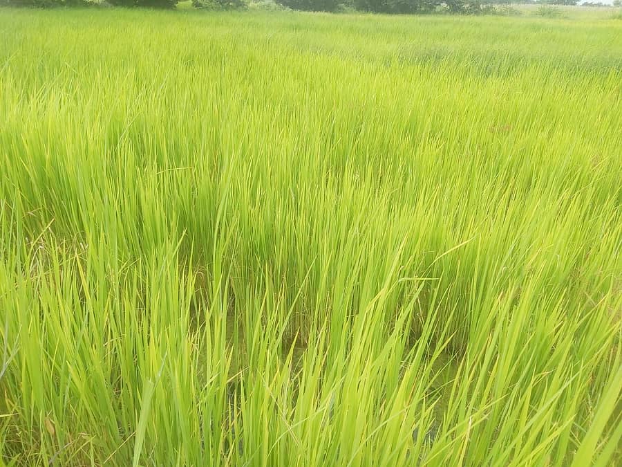 ಗುಳೇದಗುಡ್ಡ ತಾಲ್ಲೂಕು ಹಾನಾಪುರದ ಚೆಲ್ಲುನೆಲ್ ಗದ್ದೆಯ ಸೊಬಗು