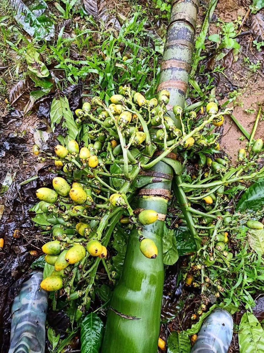 ಮಳೆಗೆ ಸತ್ತಿಗನಹಳ್ಳಿಯ ನಿಶಾಂತ್ ಅವರ ತೋಟದಲ್ಲಿ ಅಡಿಕೆಮರ ಫಸಲು ಸಮೇತ ಮುರಿದು ಬಿದ್ದಿರುವುದು.