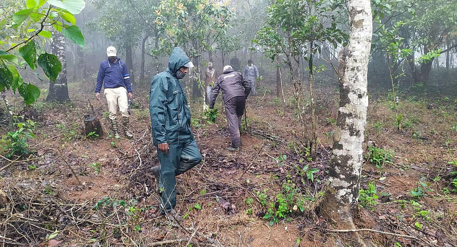 ಸಕಲೇಶಪುರ ತಾಲ್ಲೂಕಿನ ಕ್ಯಾನಹಳ್ಳಿ ಗ್ರಾಮದಲ್ಲಿ ಅರಣ್ಯ ಇಲಾಖೆ ಸಿಬ್ಬಂದಿ ಗುರುವಾರ ಕಾಫಿ ಗಿಡಗಳನ್ನು ತೆರವುಗೊಳಿಸಿದರು