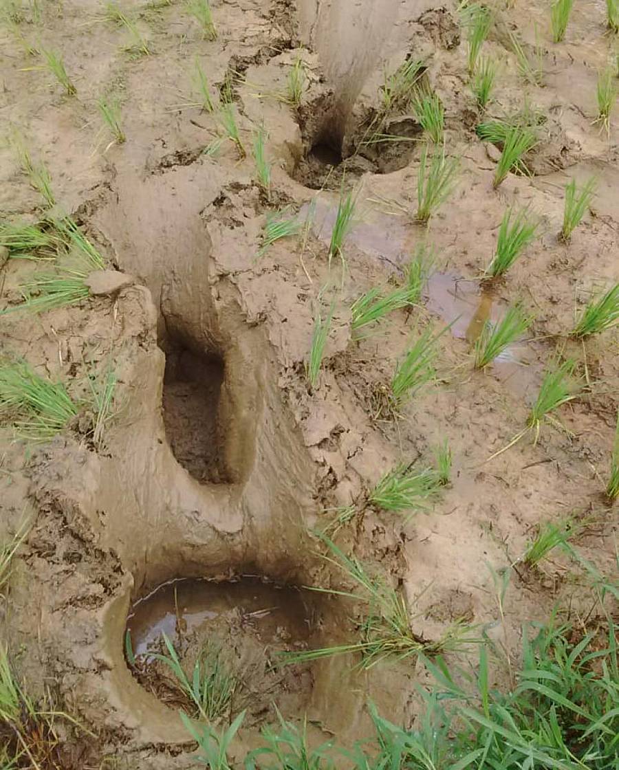 ಹೊಸೂರು ಬಾಗದಲ್ಲಿ ಗದ್ದೆಗೆ ಕಾಡಾನೆ ಲಗ್ಗೆ ಇಟ್ಟು ಬೆಳೆ ಹಾನಿಯಾಗಿರುವುದು