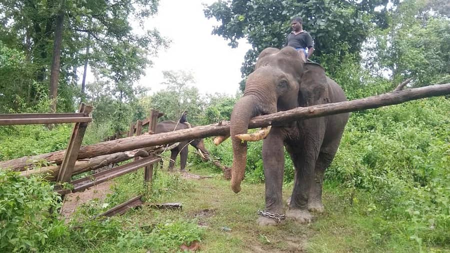 ಮರದ ದಿಮ್ಮಿ ಎಳೆದು ತರುತ್ತಿರುವ ಸಾಕಾನೆ