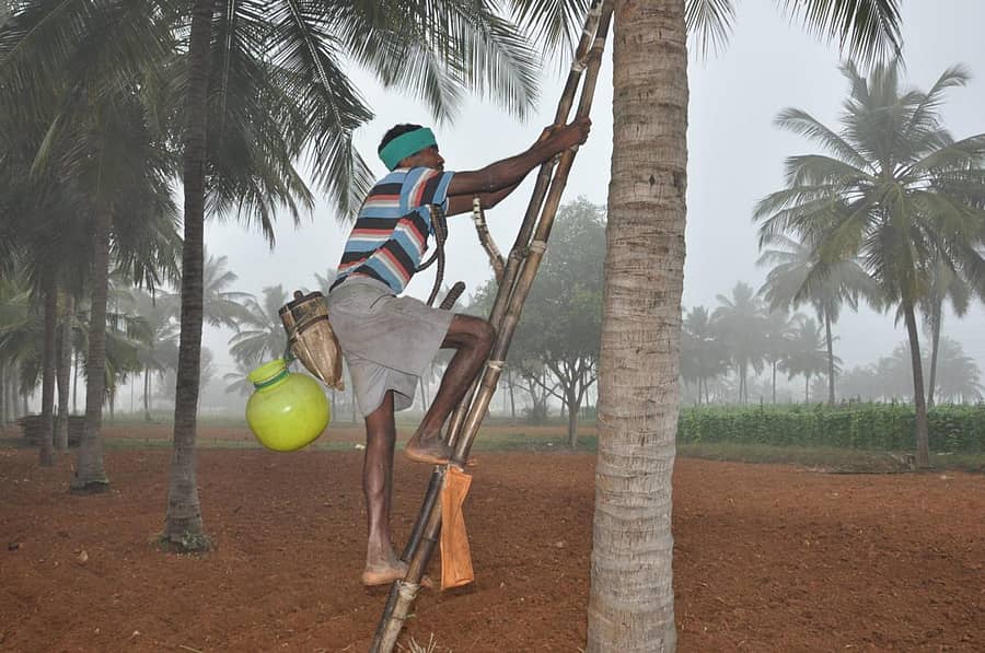 ನೀರಾ ಇಳಿಸಲು ಮರವೇರುತ್ತಿರುವ ರೈತ