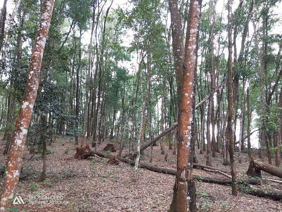 ತೀರ್ಥಹಳ್ಳಿ ತಾಲ್ಲೂಕಿನಲ್ಲಿ ಧರೆಗುರುಳುತ್ತಿರುವ ಅಕೇಶಿಯಾ ನೆಡುತೋಪು.