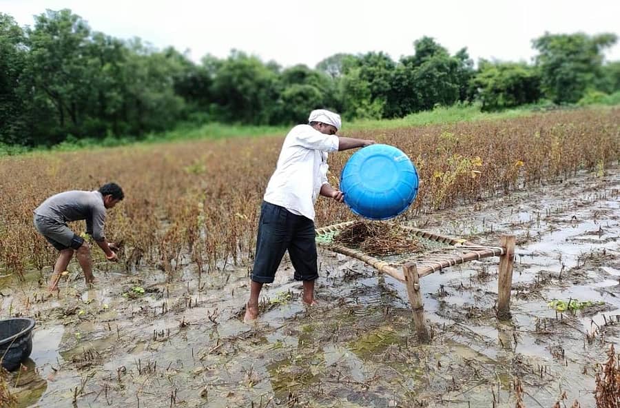 ಔರಾದ್ ತಾಲ್ಲೂಕಿನ ಯನಗುಂದಾ ರೈತರು ಕೆಸರು ನೀರಿನಲ್ಲಿ ಉದ್ದು ರಾಶಿ ಮಾಡಲು ಹರಸಾಹಸ ಪಡುತ್ತಿರುವುದು