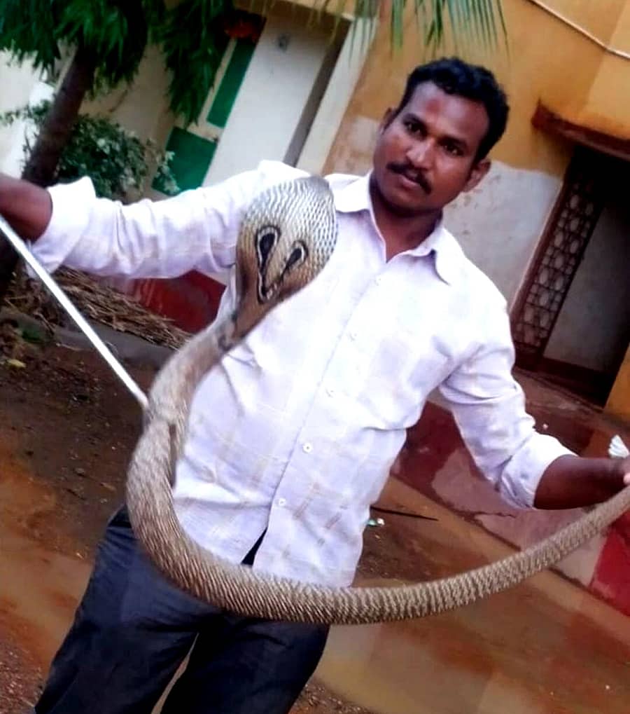 ಹಾವೇರಿಯ ಸ್ನೇಕ್ ರಮೇಶ್ ನಾಗರಹಾವು ರಕ್ಷಿಸಿದ ದೃಶ್ಯ