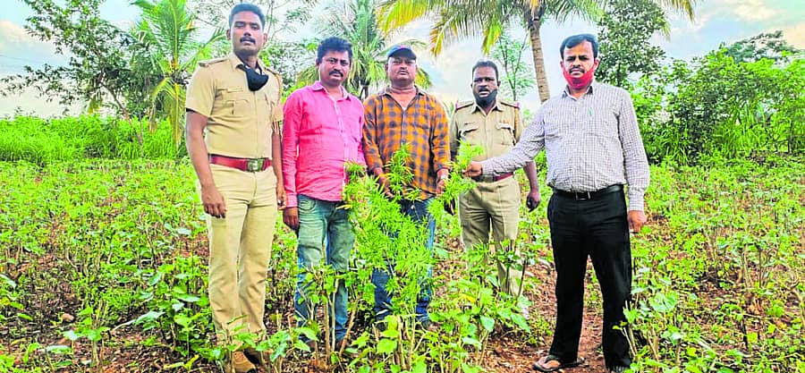 ರೇಷ್ಮೆ ತೋಟದಲ್ಲಿ ಬೆಳೆದಿದ್ದ ಗಾಂಜಾ ಗಿಡಗಳನ್ನು ವಶಪಡಿಸಿಕೊಂಡ ಪೊಲೀಸರು