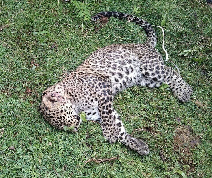 ವಾಹನ ಡಿಕ್ಕಿಯಾಗಿ ಗಾಯಗೊಂಡಿದ್ದ ಚಿರತೆ ಮರಿ