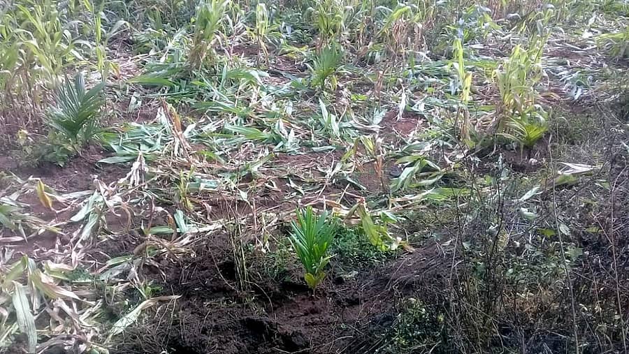 ಅರಕಲಗೂಡು ತಾಲ್ಲೂಕು ಮಲ್ಲಿಪಟ್ಟಣ ಹೋಬಳಿಯಲ್ಲಿ ಕಾಡಾನೆ ದಾಳಿಗೆ ನಾಶವಾದ ಮುಸುಕಿನ ಜೋಳ