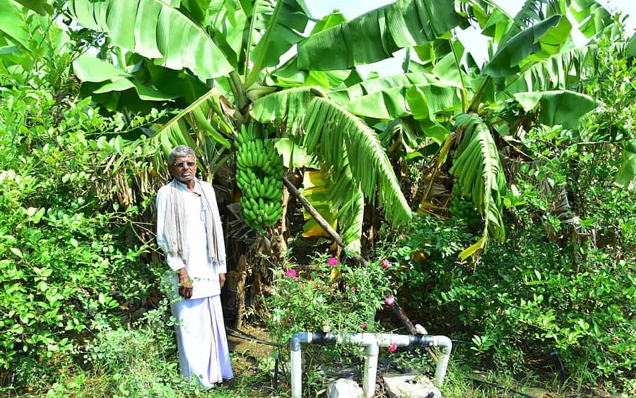 ತೆಂಗಳಿ ಗ್ರಾಮದ ಕಾಶಿರಾಯ ನಾಯಿಕೋಡಿ ಬೆಳೆದ ಬಾಳೆಯೊಂದಿಗೆ
