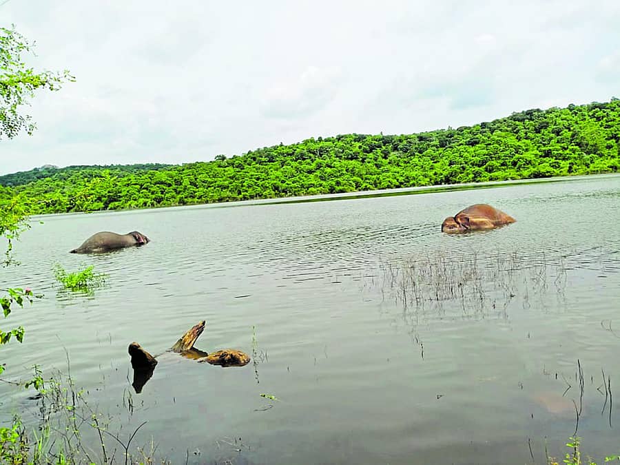 ರಾಮನಗರ ಜಿಲ್ಲೆ ಕನಕಪುರ ತಾಲ್ಲೂಕಿನ ಕೋಡಿಹಳ್ಳಿ ಹೋಬಳಿಯ ಚಿಕ್ಕಗೊಂಡಹಳ್ಳಿ ಕೆರೆಯಲ್ಲಿ ಎರಡು ಆನೆಗಳು ಸಾವನ್ನಪ್ಪಿವೆ