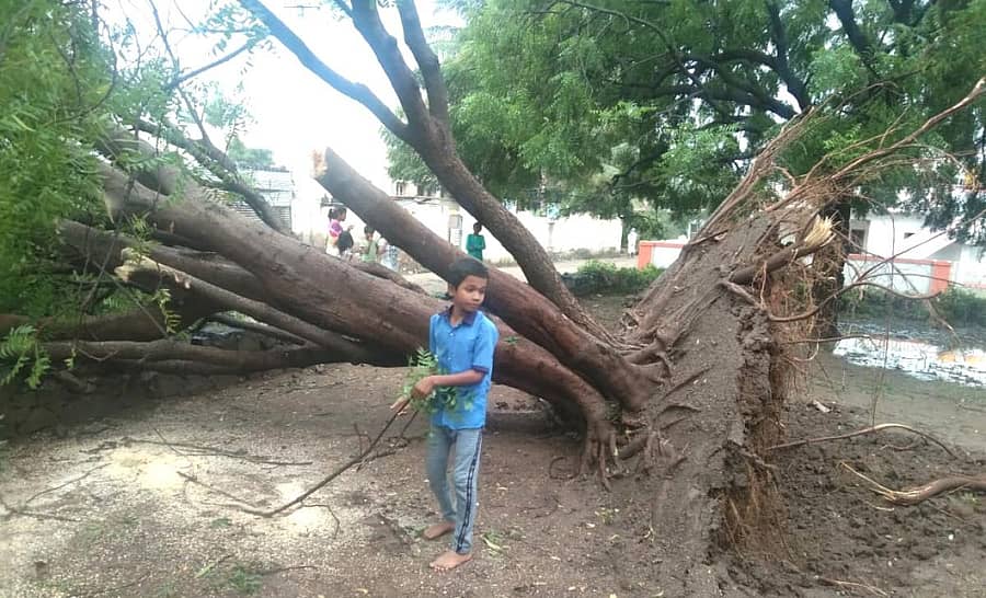 ವಿಜಯಪುರ ಜಿಲ್ಲೆಯ ನಿಡಗುಂದಿ ತಾಲ್ಲೂಕಿನ ಗೊಳಸಂಗಿ ಗ್ರಾಮದ ಇಂದಿರಾನಗರ ರಸ್ತೆಯಲ್ಲಿ ಬೇವಿನ ಮರ ನೆಲಕ್ಕುರುಳಿದೆ