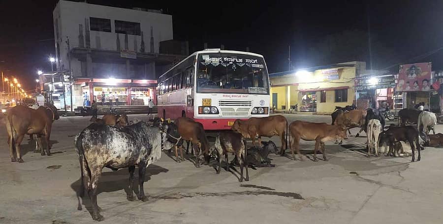 ಕಾಳಗಿ ಬಸ್ ನಿಲ್ದಾಣದಲ್ಲಿ ಬಿಡಾಡಿ ದನಗಳ ಓಡಾಟ