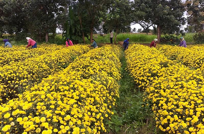 ಅರಕಲಗೂಡು ತಾಲ್ಲೂಕು ಗಂಜಲಗೂಡು ಗ್ರಾಮದ ಮಂಜೇಗೌಡ ಅವರು ಬೆಳೆದಿರುವ ಸೇವಂತಿಗೆ ಹೂವು.