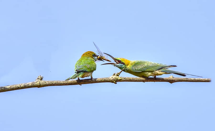 ಸಾಂದರ್ಭಿಕ ಚಿತ್ರ (ಪ್ರಜಾವಾಣಿ ಸಂಗ್ರಹ: ಹರೀಶ್ ದ್ರುವ)
