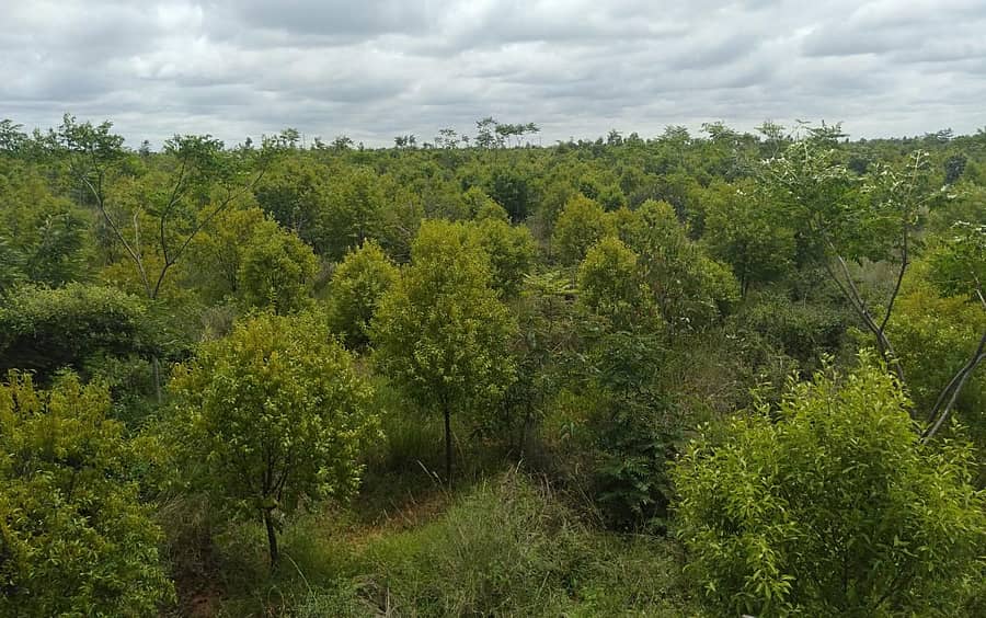 ಶ್ರೀನಿವಾಸಪುರ ತಾಲ್ಲೂಕಿನ ದಳಸನೂರು ಅರಣ್ಯ ಪ್ರದೇಶದಲ್ಲಿ ಶ್ರೀಗಂಧದ ಸಸಿಗಳನ್ನು ಬೆಳೆಸಿರುವುದು.