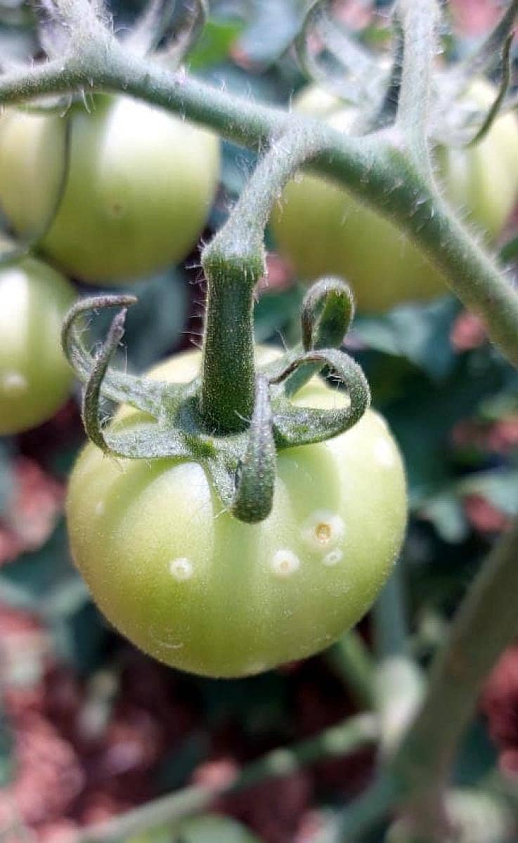 ಪಾವಗಡ- ಶ್ರೀರಂಗಪುರ ಮಾರ್ಗದ ಪವನ್ ಅವರ ತೋಟದಲ್ಲಿ ಟೊಮೊಟೊ ಬೆಳೆಗೆ ರೋಗ ಬಂದಿರುವುದು