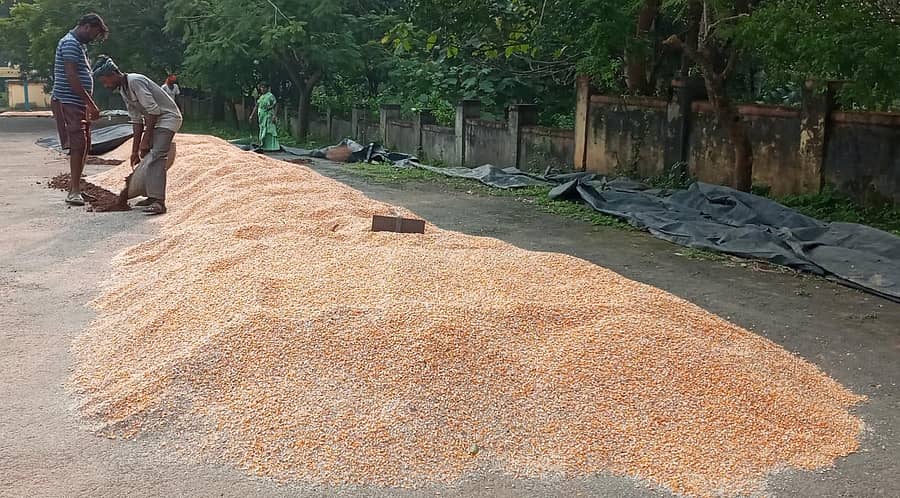 ಮುಂಡಗೋಡದಲ್ಲಿ ಒಣಗಿಸಲು ಹಾಕಿರುವ ಗೋವಿನಜೋಳದ ರಾಶಿಗೆ ಮಳೆ ನೀರು ನುಗ್ಗದಂತೆ ಸುತ್ತಲೂ ಮಣ್ಣು ಹಾಕಿ ಭದ್ರಗೊಳಿಸುತ್ತಿರುವ ರೈತರು