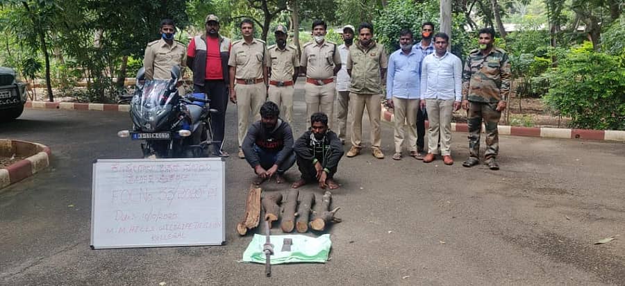 ಕೊಳ್ಳೇಗಾಲದ ಕಾವೇರಿ ನೀರಾವರಿ ನಿಗಮದ ವಸತಿ ಗೃಹದ ಆವರಣದಲ್ಲಿಯ ಶ್ರೀಗಂಧದ ಮರ ಕತ್ತರಿಸಿಕೊಂಡು ಪರಾರಿಯಾಗುತ್ತಿದ್ದ ಆರೋಪಿಗಳನ್ನು ಅರಣ್ಯ ಇಲಾಖೆ ಅಧಿಕಾರಿಗಳು ಬಂಧಿಸಿದ್ದಾರೆ