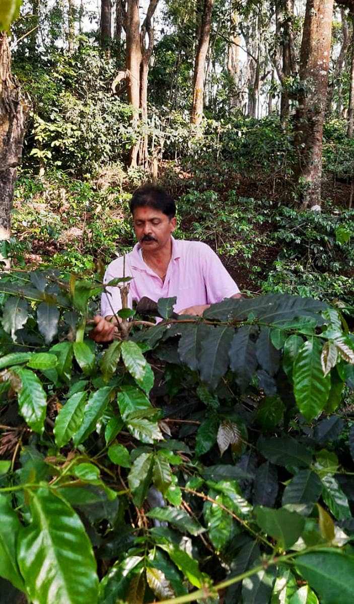 ಕೊಡಗಿನ ಸರ್ಕಾರಿ ಪ್ರಥಮ ದರ್ಜೆ ಕಾಲೇಜಿನ ಅತಿಥಿ ಉಪನ್ಯಾಕರೊಬ್ಬರೂ ಕಾಫಿ ತೋಟದಲ್ಲಿ ಕೆಲಸ ಮಾಡುತ್ತಿರುವ ದೃಶ್ಯ.
