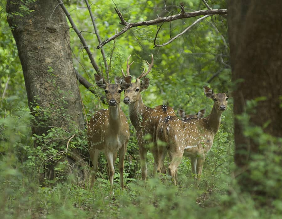 ಚಿರತೆಗಳ ಉಳಿವಿಗೆ ಜಿಂಕೆ, ಸಾರಂಗದಂತಹ ದೊಡ್ಡ ಬಲಿ ಪ್ರಾಣಿಗಳ ಇರುವಿಕೆ ಅವಶ್ಯಕ ಎನ್ನುತ್ತದೆ ಸಂಶೋಧನೆ.   ಚಿತ್ರ: ನೇಚರ್‌ ಕನ್ಸರ್ವೇಶನ್‌ ಫೌಂಡೇಷನ್‌ 