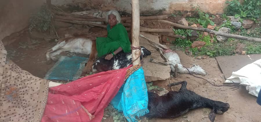 ಚಿಂಕೆ ದಾಳಿಗೆ ಸಾವಿಗೀಡಾದ ಮೇಕೆ