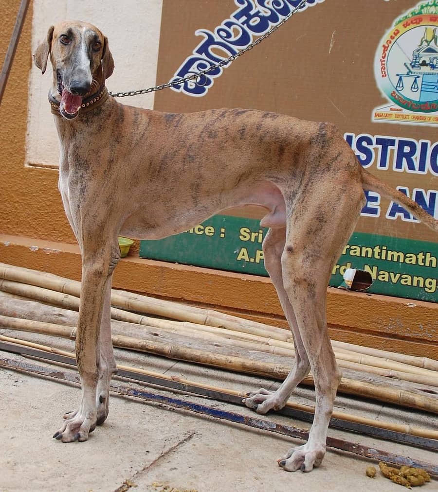 ಮುಧೋಳ ತಳಿ ನಾಯಿ, ಸಾಂದರ್ಭಿಕ ಚಿತ್ರ