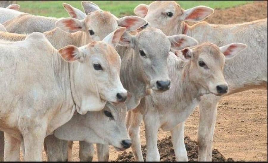 ಸಾಂದರ್ಭಿಕ ಚಿತ್ರ