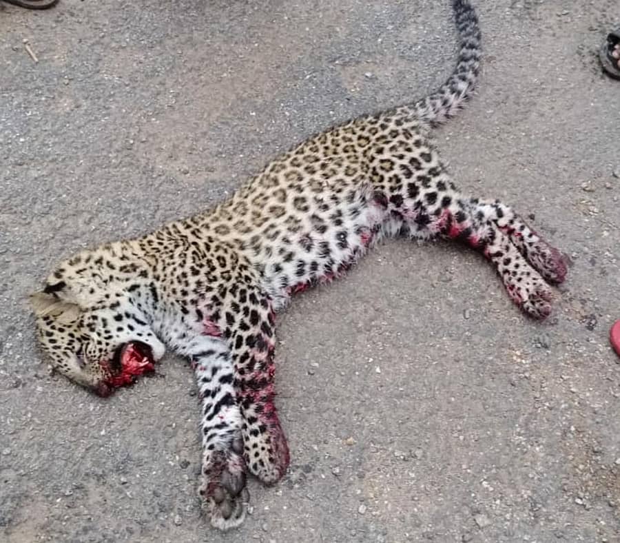 ಚಿತ್ರದುರ್ಗ ತಾಲ್ಲೂಕಿನ ಗುಡ್ಡದರಂಗವ್ವನಹಳ್ಳಿ ಸಮೀಪ ಸಂಭವಿಸಿದ ಅಪಘಾತದಲ್ಲಿ ಮೃತಪಟ್ಟ ಚಿರತೆ.