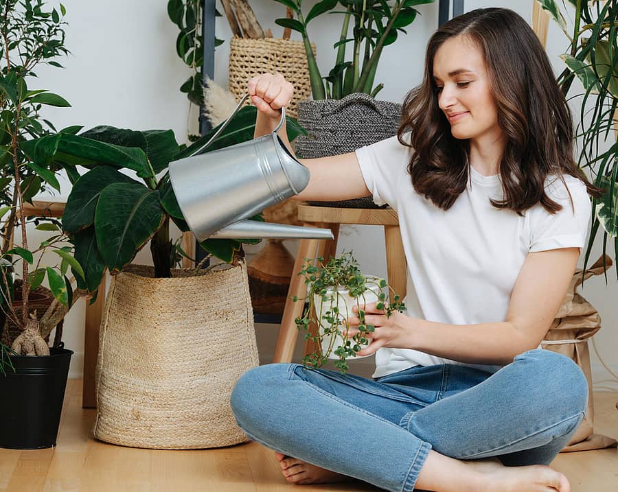 ಅಕ್ಕಿ ತೊಳೆದ ನೀರನ್ನು ಅಲಂಕಾರಿಕ ಗಿಡಗಳಿಗೆ ಬಳಸಬಹುದು