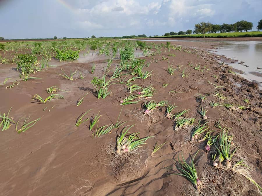 ದಾಶ್ಯಾಳ ಗ್ರಾಮದ ರೈತರ ಜಮೀನಿಗೆ ಡೋಣಿ ನದಿ ನೀರು ಹರಿದು ಉಳ್ಳಾಗಡ್ಡಿ ಹಾಳಾಗಿರುವುದು