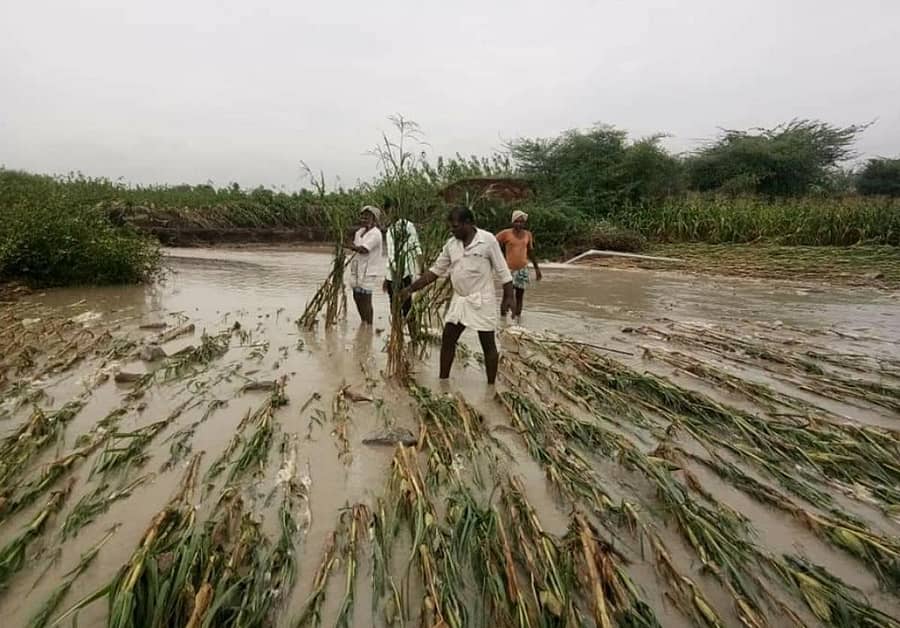 ಕೊಪ್ಪಳ ಜಿಲ್ಲೆ ಗಂಗಾವತಿ ತಾಲ್ಲೂಕಿನ ಹಣವಾಳ ಗ್ರಾಮದ ಸಮೀಪದ ಗಾಂಧಿನಗರದಲ್ಲಿ ಮಳೆಗೆ ಮೆಕ್ಕೆಜೋಳ ಬೆಳೆ ಹಾನಿಯಾಗಿರುವುದು