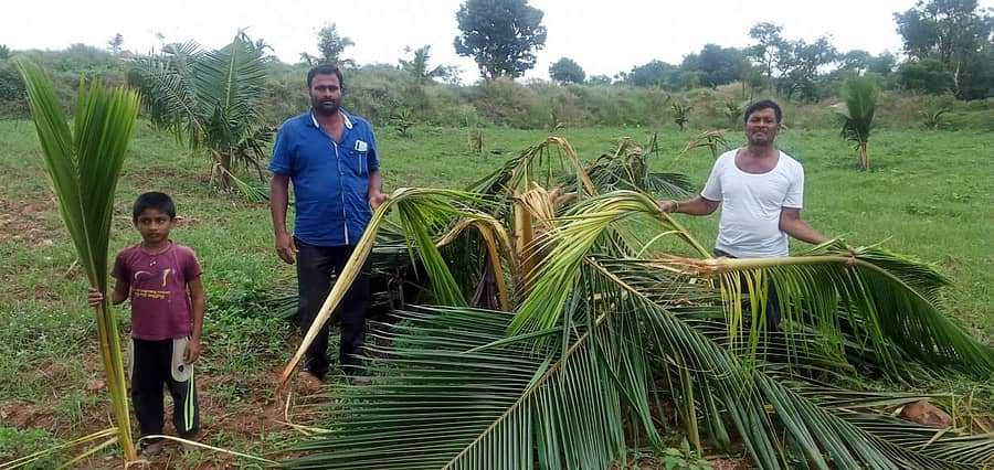 ಕಾಡಾನೆಗಳ ದಾಳಿಯಿಂದ ತೆಂಗಿನ ಸಸಿಗಳು ಹಾನಿಗೊಳಗಾಗಿರುವುದು