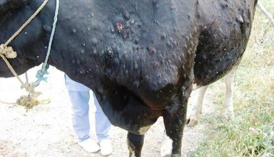 ‘ಲಂಪಿ ಸ್ಕಿನ್’ ಕಾಯಿಲೆ ಕಾಣಿಸಿಕೊಂಡಿರುವ ಹಸು