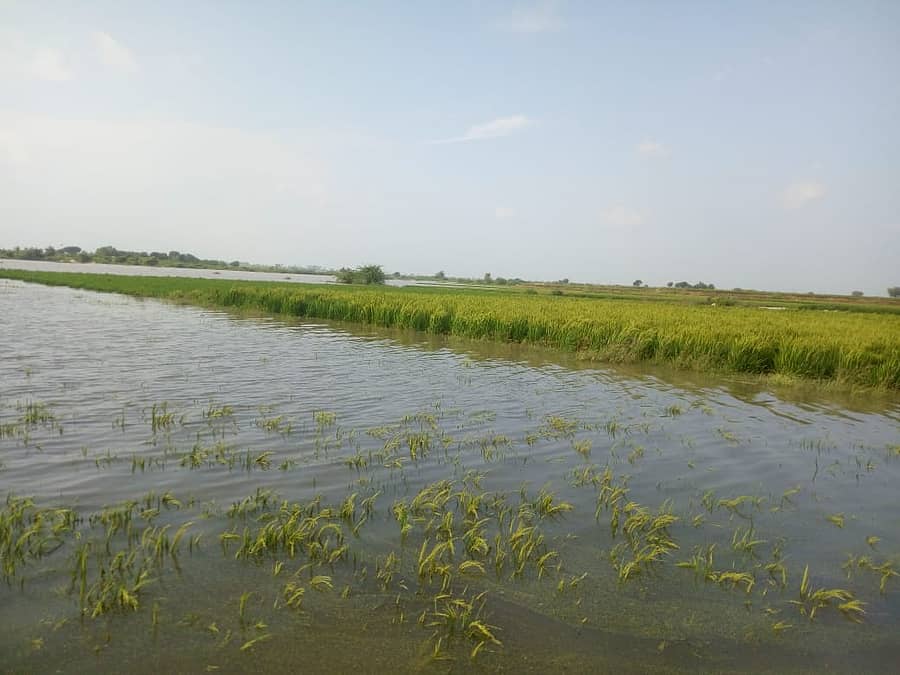 ಯಾದಗಿರಿ ಜಿಲ್ಲೆಯ ಗೂಡೂರು-ಜೋಳದಡಗಿ ಬ್ರಿಡ್ಜ್ ಕಂ ಬ್ಯಾರೇಜ್ ಅಕ್ಕಪಕ್ಕದ ಜಮೀನು ಮುಳುಗಡೆ