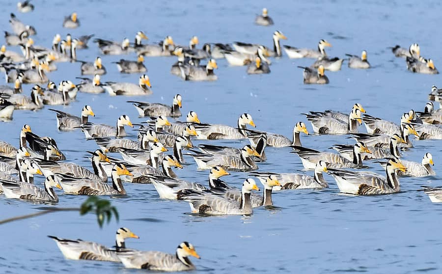 ಪಟ್ಟೆತಲೆ ಹೆಬ್ಬಾತು(ಬಾರ್ ಹೆಡೆಡ್ ಗೂಸ್)ಗಳು ಚಿತ್ರ: ತಾಜುದ್ದೀನ್ ಆಜಾದ್