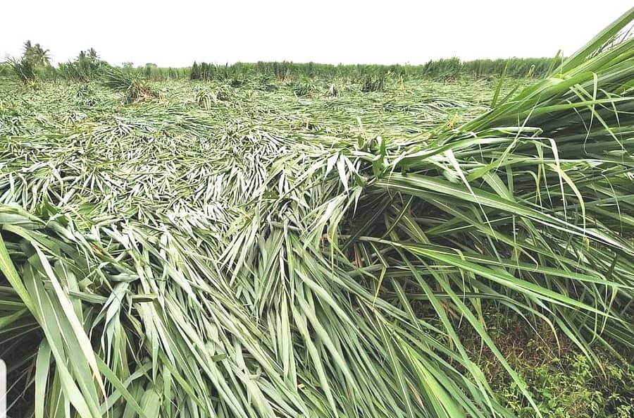 ಜಮಖಂಡಿ ತಾಲ್ಲೂಕಿನ ಶೂರ್ಪಾಲಿ ಗ್ರಾಮದಲ್ಲಿ ರೈತರೊಬ್ಬರ ಜಮೀನಿನಲ್ಲಿ ಕಟಾವಿಗೆ ಬಂದಿರುವ ಕಬ್ಬು ನೆಲಕ್ಕೆ ಬಿದ್ದಿರುವುದು.