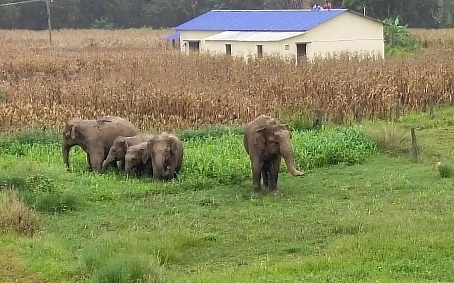 ಬೇಲೂರು ಪಟ್ಟಣದ ಬಿಕ್ಕೋಡು ರಸ್ತೆಯ ಬಾಲಕಿಯರ ಪದವಿಪೂರ್ವ ಕಾಲೇಜಿನ ಸಮೀಪದ ಜಮೀನಿನಲ್ಲಿ ಗುರುವಾರ ಪ್ರತ್ಯಕ್ಷವಾಗಿದ್ದ ಕಾಡಾನೆಗಳು