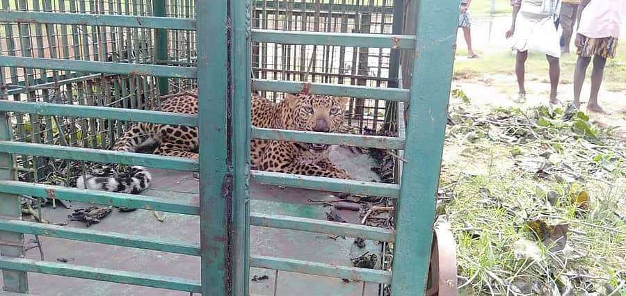 ಆನೆಗೊಂದಿ ಬಳಿಯ ವಾಲಿಕಿಲ್ಲಾ ಬೋನಿಗೆ ಬಿದ್ದ ಚಿರತೆ