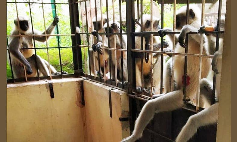 ಧಾರವಾಡದ ಯು.ಬಿ.ಹಿಲ್ನ ಕೋಟೂರ ಬಿಲ್ಡಿಂಗ್ನಲ್ಲಿ ಗ್ರಿಲ್ಸ್ಗಳ ನಡುವೆ ಕಾಲುಗಳ ಇಳಿಬಿಟ್ಟು ಕೂತಿರುವ ಮಂಗಗಳು.