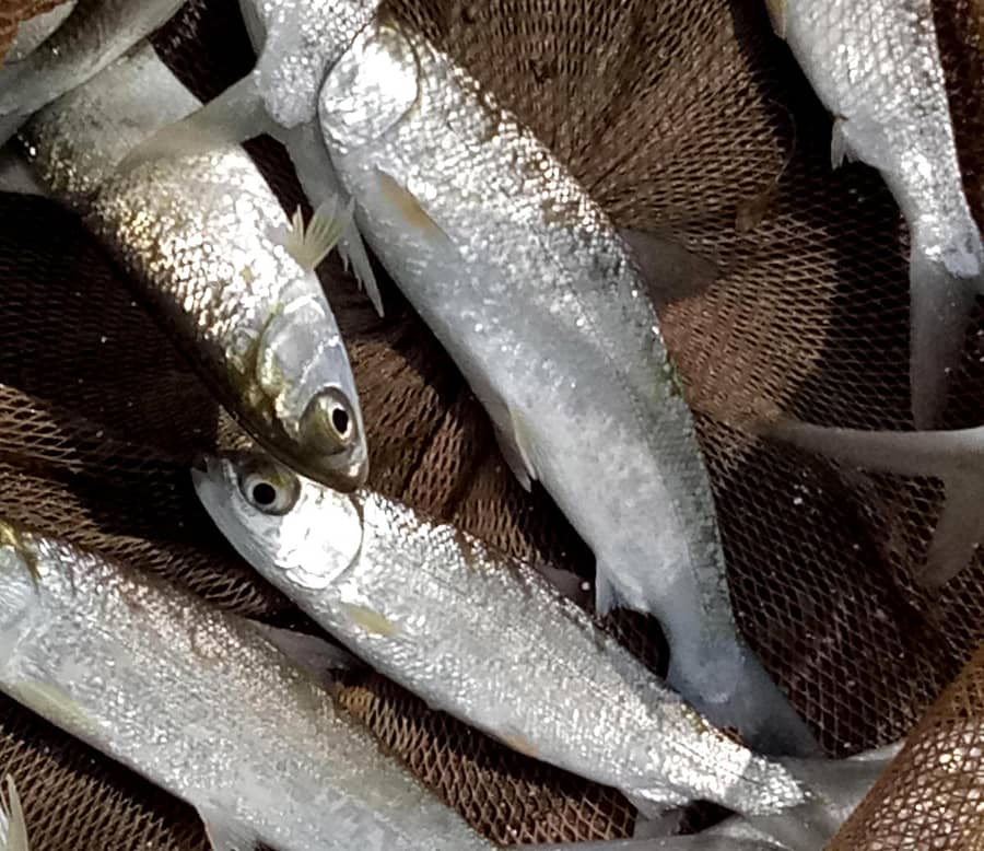 ಕುಮಟಾ ತಾಲ್ಲೂಕಿನ ಅಘನಾಶಿನಿ ಗ್ರಾಮದ ಅಘನಾಶಿನಿ ನದಿ ಪಕ್ಕದ ದೊಡ್ಡ ಗಜನಿಯಲ್ಲಿ ಕೃಷಿ ಉತ್ಪನ್ನ ಮಾರುಕಟ್ಟೆ ಸಮಿತಿ ಸದಸ್ಯ ಆರ್.ಎಚ್. ನಾಯ್ಕ ಕೃತಕವಾಗಿ ಬೆಳೆಸಿದ ಮಿಲ್ಕ್ ಫಿಶ್