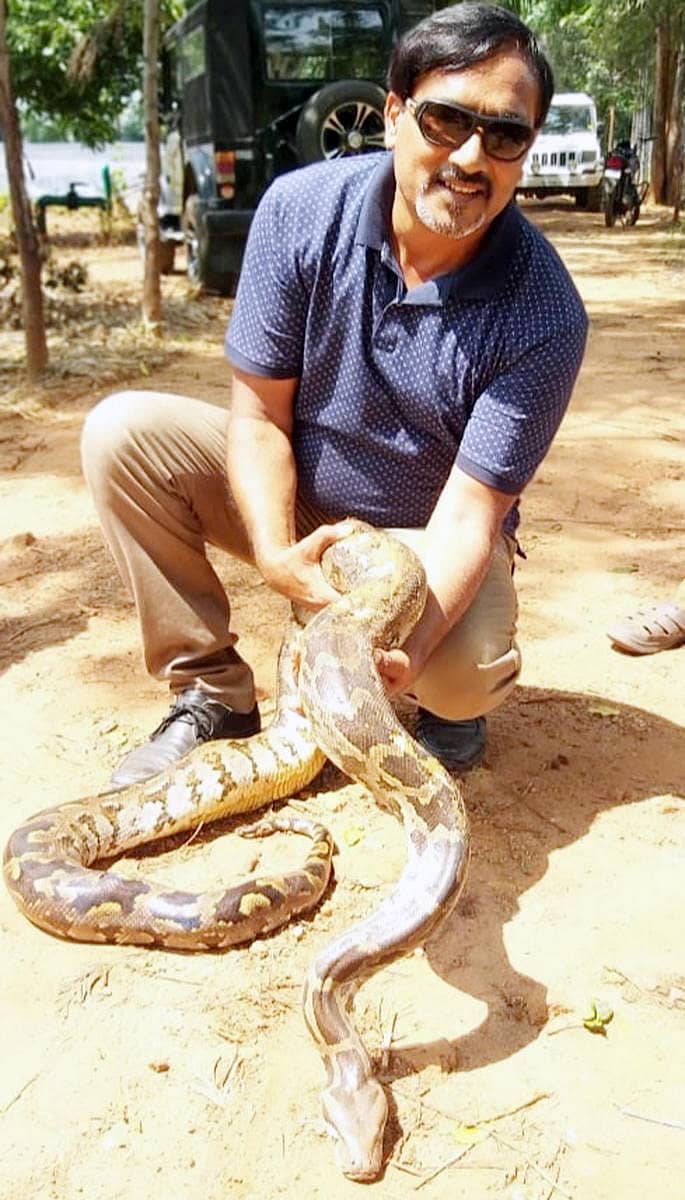 ಬೃಹತ್ ಗಾತ್ರದ ಹೆಬ್ಬಾವನ್ನು ಸಂತೇಮರಹಳ್ಳಿ ಸ್ನೇಕ್ ಮಹೇಶ್ ರಕ್ಷಿಸಿದರು