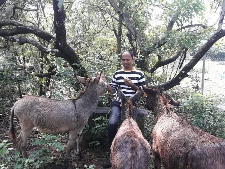 ಕತ್ತೆಗಳ ಆರೈಕೆಯಲ್ಲಿ ರಾಜೇಂದ್ರ ಸಿರ್ಸಿಕರ್‌