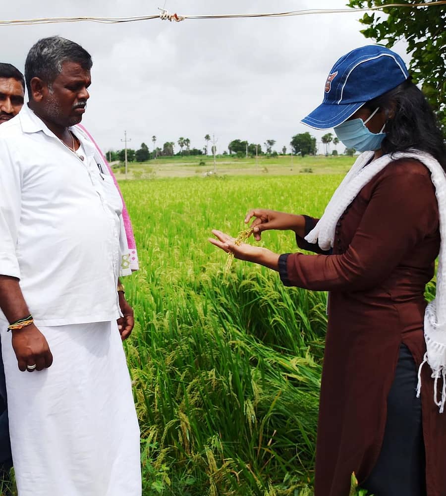 ಭತ್ತದಲ್ಲಿ ಬರುವ ಕಾಡಿಗೆ ರೋಗ ಕುರಿತು ರಾಯಚೂರು ಕೃಷಿ ವಿಶ್ವವಿದ್ಯಾಲಯದ ವಿಜ್ಞಾನಿಗಳು ರೈತರಿಗೆ ಸೂಚನೆ ನೀಡುತ್ತಿರುವುದು