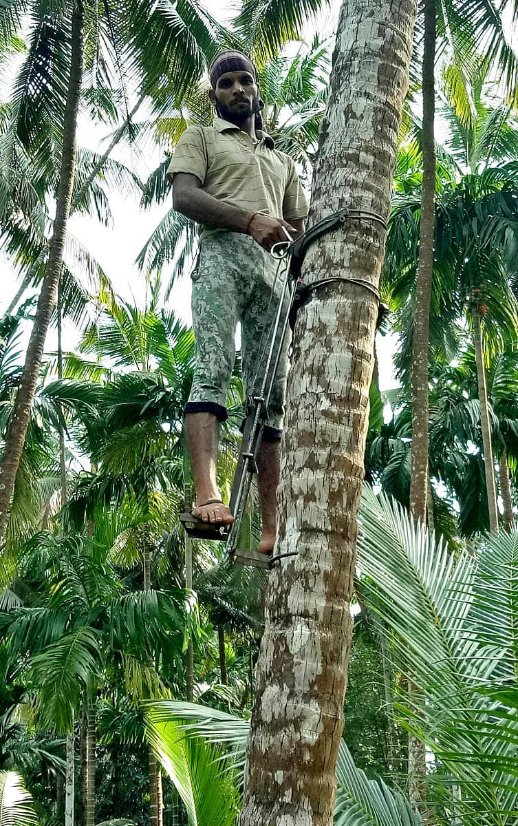 ಕುಮಟಾದ ಎ.ವಿ.ಪಿ ಸಂಸ್ಥೆಯ ಸಿಬ್ಬಂದಿಯೊಬ್ಬರು ಸಲಕರಣೆಯ ಮೂಲಕ ತಂಗಿನ ಮರವೇರುತ್ತಿರುವುದು
