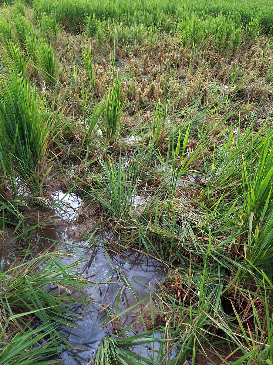 ಸಕಲೇಶಪುರ ತಾಲ್ಲೂಕಿನ ಆಲೇಬೇಲೂರು ಗ್ರಾಮದ ರೈತ ನಿರ್ವಾಣಶೆಟ್ಟಿ ಅವರ ಭತ್ತದ ಬೆಳೆಯನ್ನು ಕಾಡಾನೆಗಳು ಹಾಳು ಮಾಡಿರುವುದು