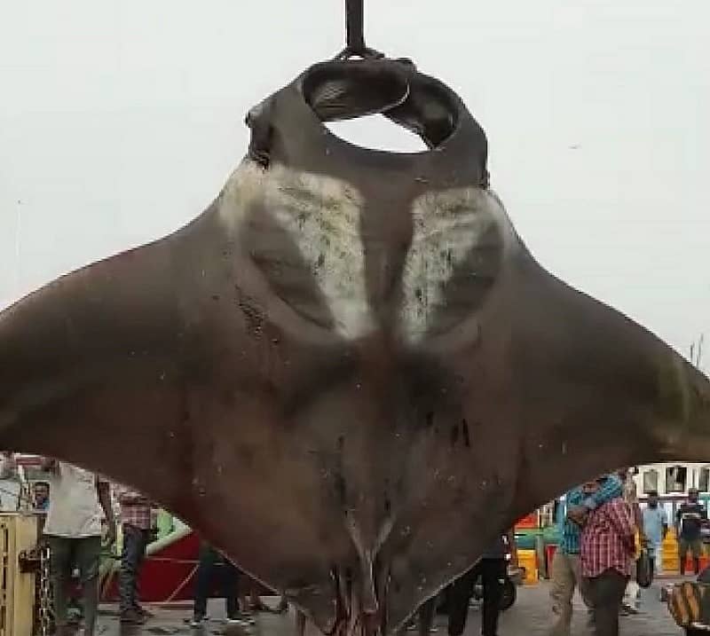 ದೈತ್ಯಾಕಾರದ ತೊರಕೆ ಮೀನು