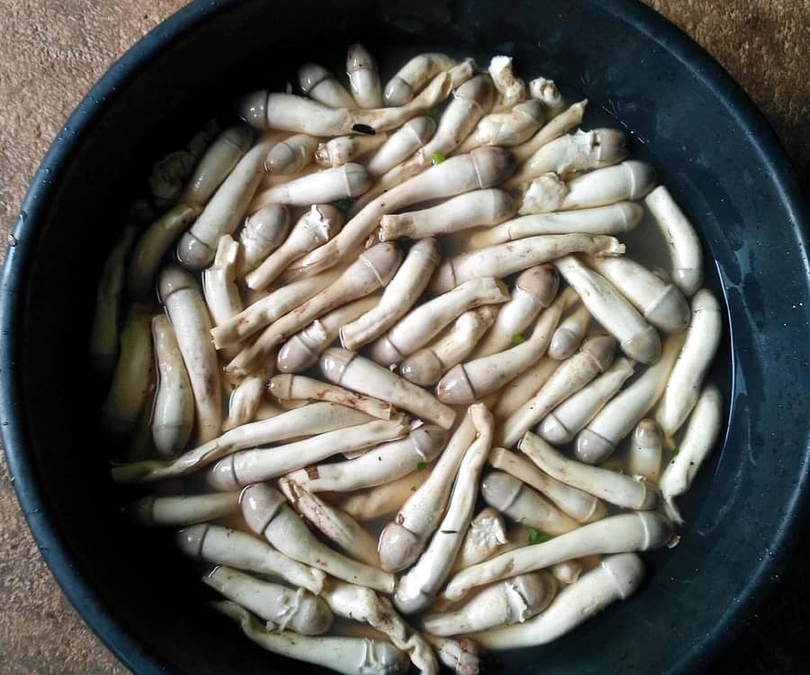 ಶ್ರೀನಿವಾಸಪುರ ತಾಲ್ಲೂಕಿನ ಪನಸಮಾಕನಹಳ್ಳಿ ಗ್ರಾಮದ ಮನೆಯೊಂದರಲ್ಲಿ ಸ್ವಚ್ಛಗೊಳಿಸಲು ನೀರಿಗೆ ಹಾಕಿರುವ ನೈಸರ್ಗಿಕ ಅಣಬೆ