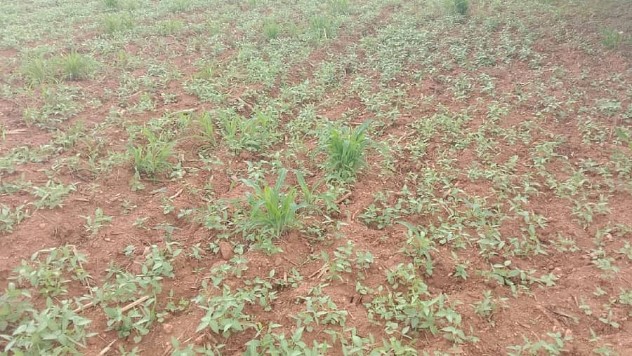 ಎಚ್.ಡಿ.ಕೋಟೆ ತಾಲ್ಲೂಕಿನ ಬೆಳಗನಹಳ್ಳಿ ಗ್ರಾಮದ ಈಶ್ವರೇಗೌಡರ ಜಮೀನಿನಲ್ಲಿನ ಹುರುಳಿ ಬೆಳೆ